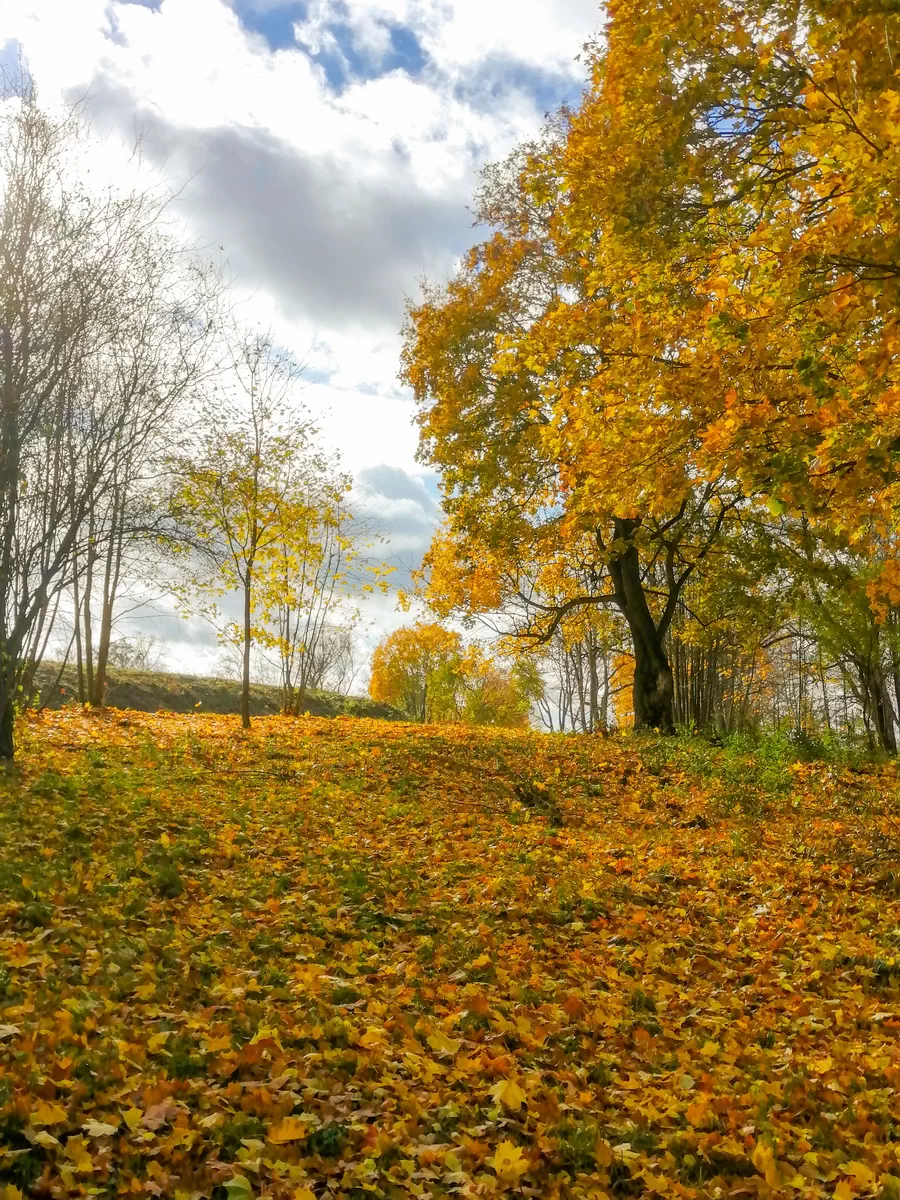 Осенние деревья и свет, природа в кадре